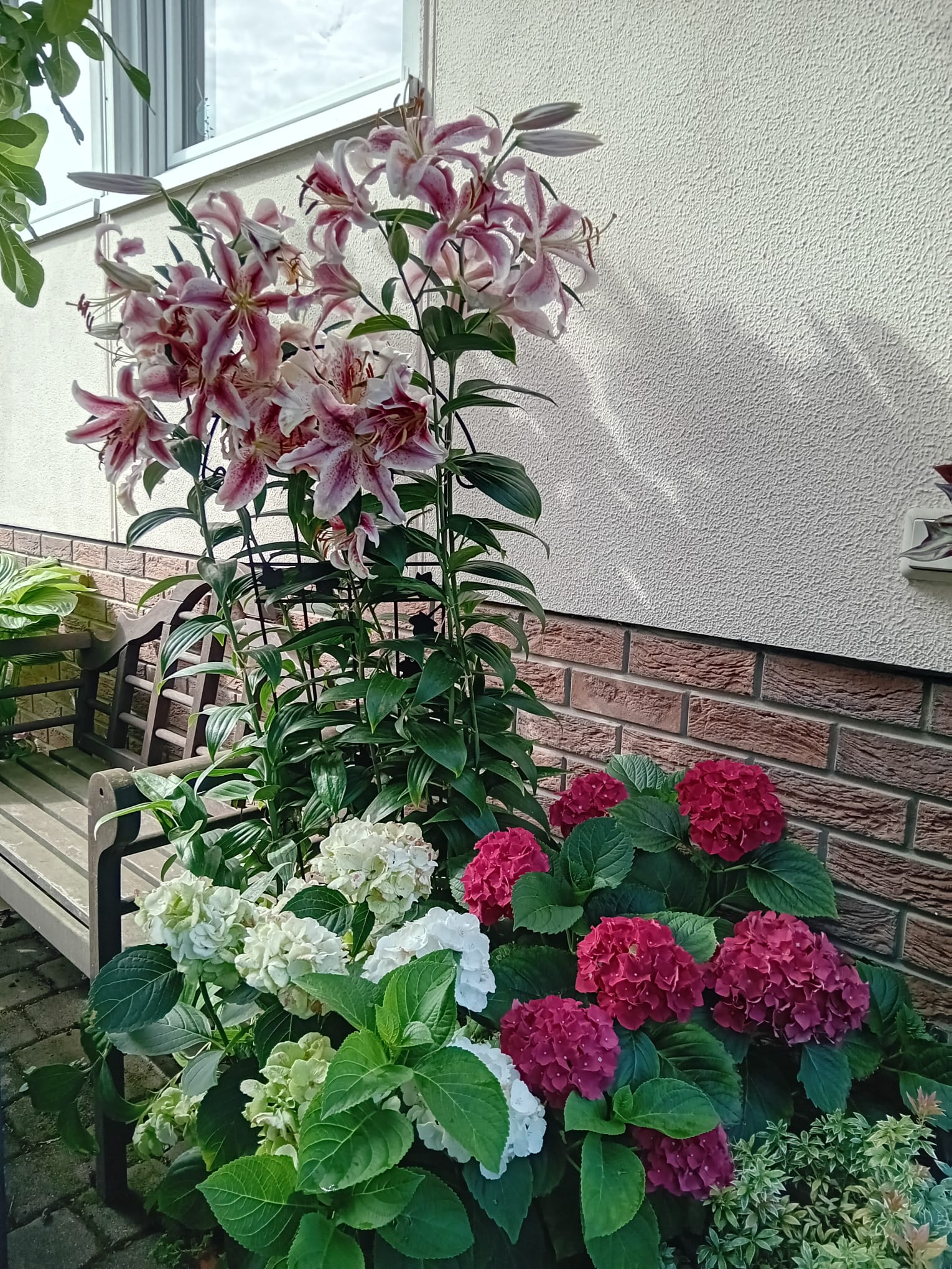 Garten Hagenau (Fotografie)