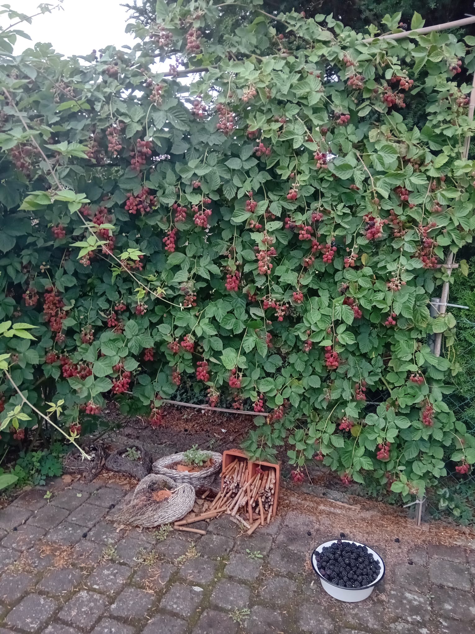 Garten Hagenau (Fotografie)