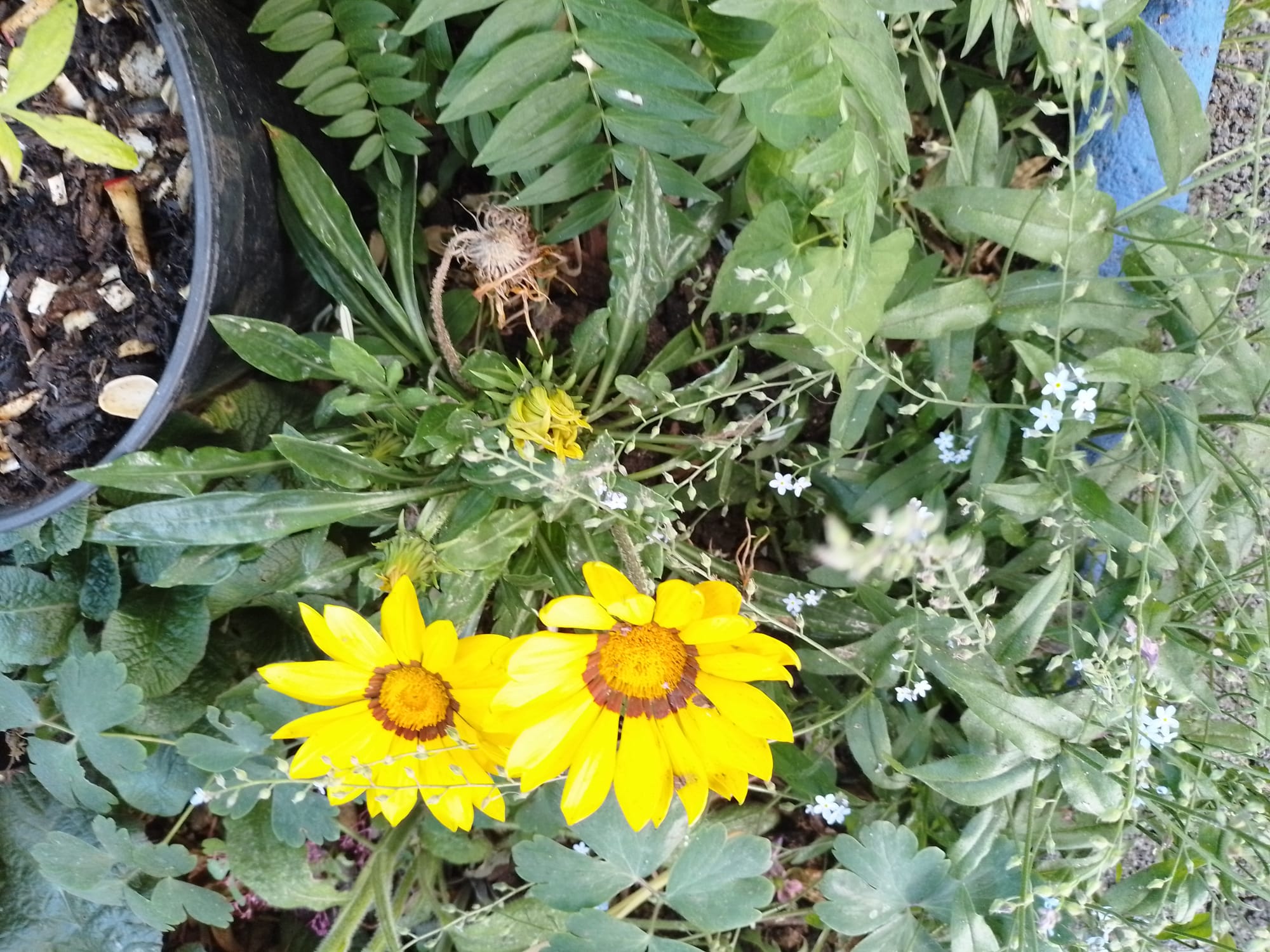 Garten Kloidt (Fotografie)