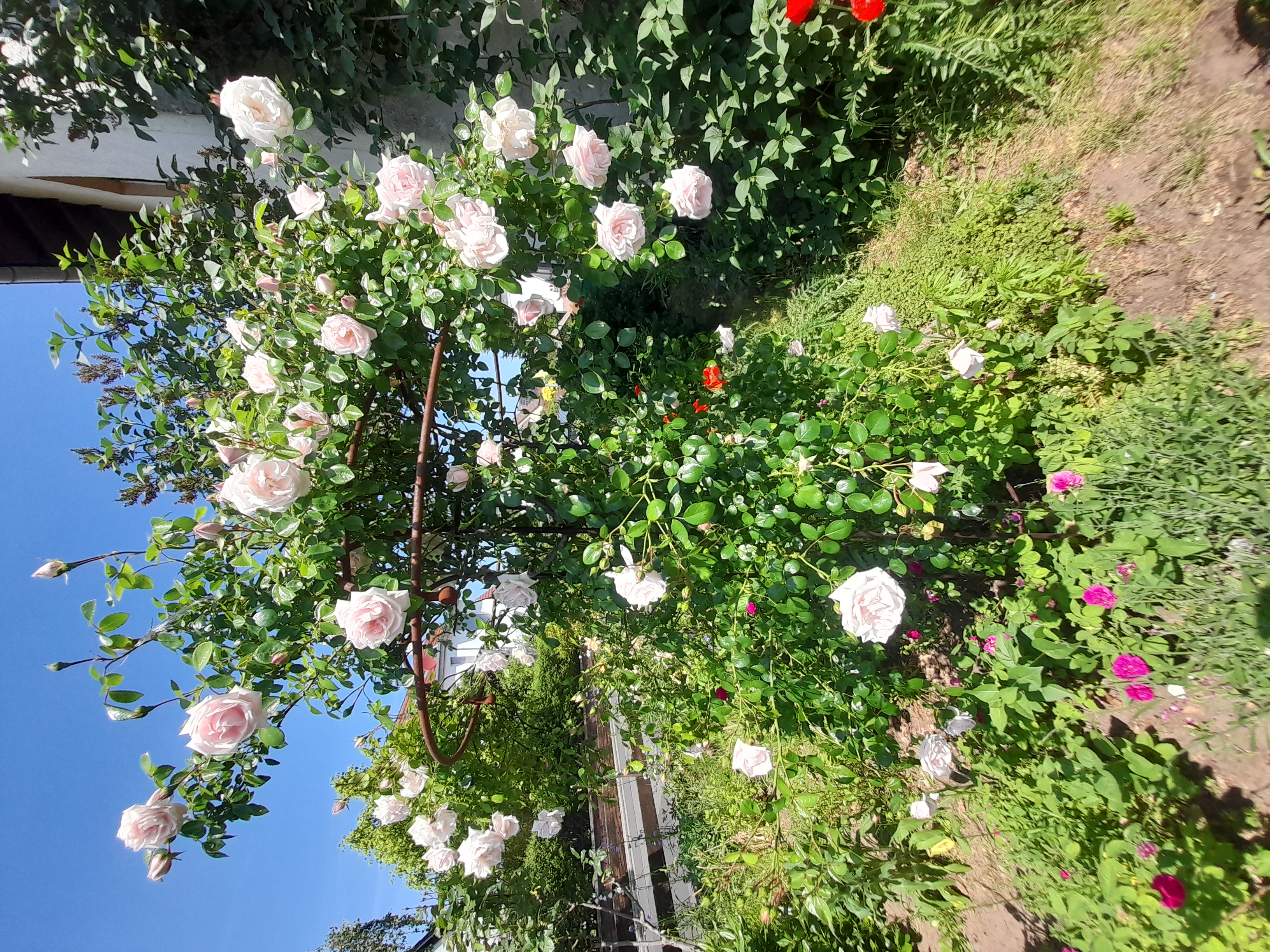 Garten Wagner (Fotografie)